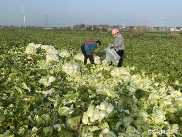 農業農村部組織大型農產品批發市場與河南滯銷蔬菜產地對接