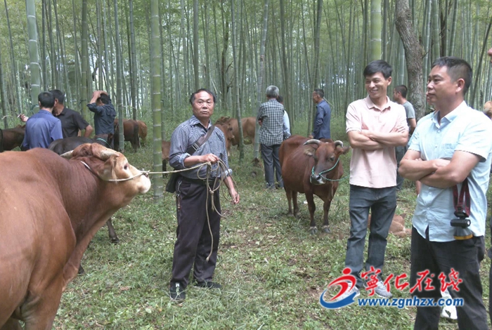 寧化湖村:鄉村傳統牛市火爆