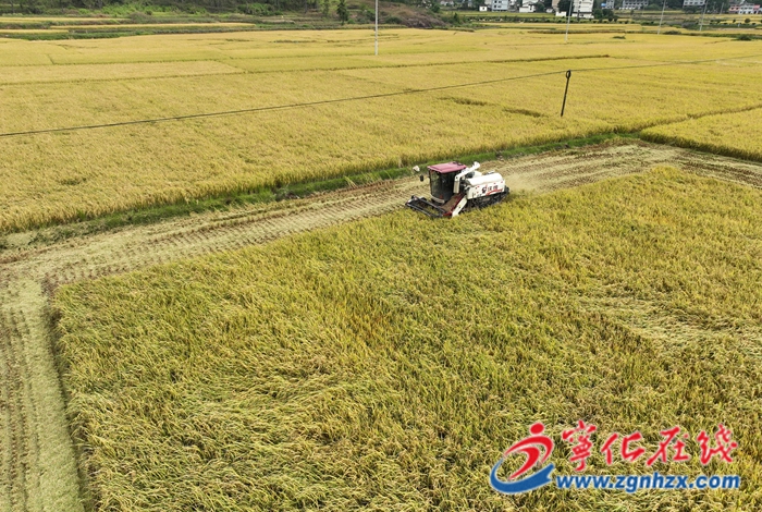 石壁鎮:金色稻田繪就好“豐”景