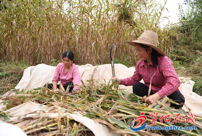 淮土鎮(zhèn):千畝薏米迎豐收