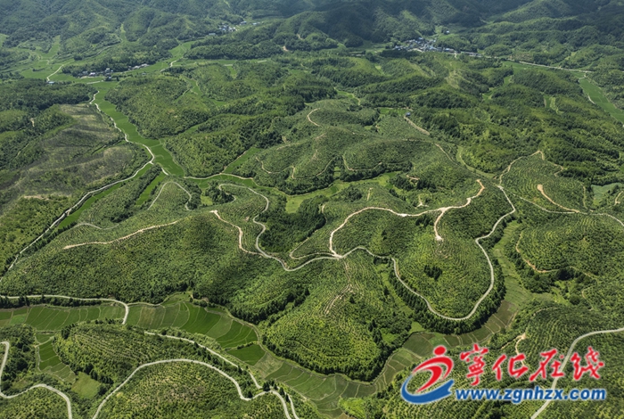 綠滿荒山寫傳奇