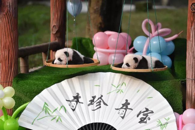 冰墩墩的原型!重慶動(dòng)物園看冰墩墩“重慶分墩”